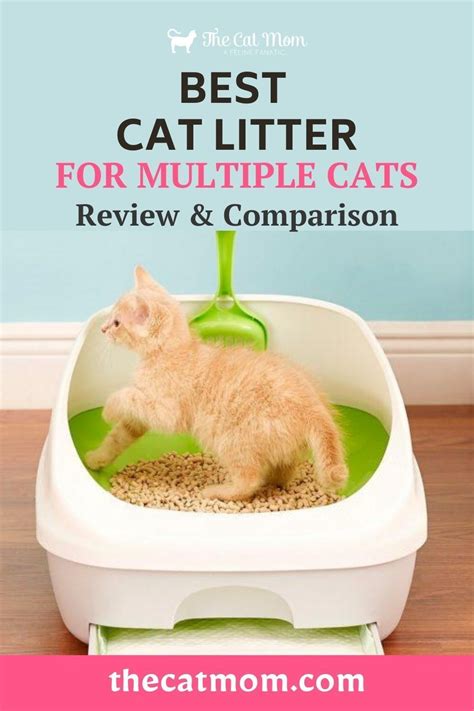 best litter for kittens|best cat litter reviews.